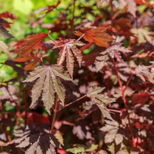 Cranberry Hibiscus Plants Set - 2 Live Hibiscus Acetosella Outdoor Starters