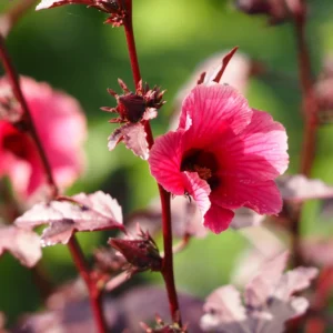 Cranberry Hibiscus Plants Set - 2 Live Hibiscus Acetosella Outdoor Starters