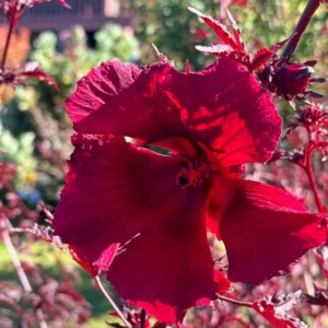 Cranberry Hibiscus Plants Set - 2 Live Hibiscus Acetosella Outdoor Starters