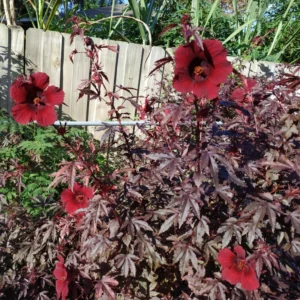 Cranberry Hibiscus Plants Set - 2 Live Hibiscus Acetosella Outdoor Starters