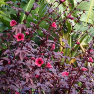 Hibiscus Acetosella Plants Live - 2 Cranberry Hibiscus, 4-7 Inches, No Pot