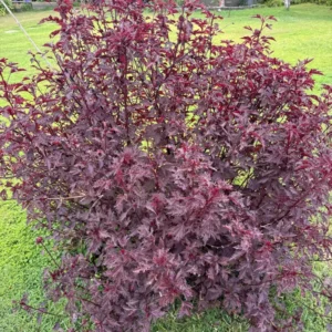 Hibiscus Acetosella Plants Live - 2 Cranberry Hibiscus, 4-7 Inches, No Pot