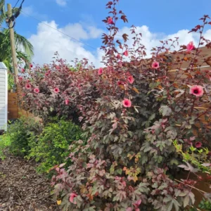 Hibiscus Acetosella Plants Live - 2 Cranberry Hibiscus, 4-7 Inches, No Pot