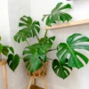 Monstera Deliciosa Live Plant - 4-6 Inch Indoor Green Plant