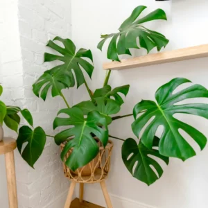 Monstera Deliciosa Live Plant - 4-6 Inch Indoor Green Plant