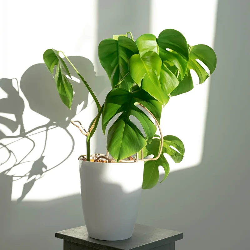 Monstera Deliciosa Live Plant - 4-6 Inch Indoor Green Plant