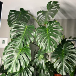 Monstera Deliciosa Live Plant - 4-6 Inch Indoor Green Plant