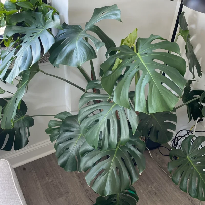 Monstera Deliciosa Live Plant - 4-6 Inch Indoor Green Plant