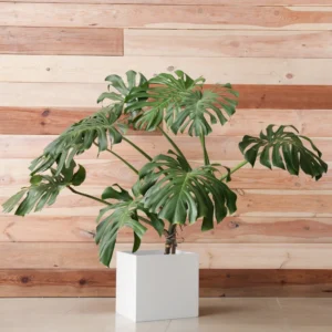 Monstera Deliciosa Live Plant - 4-6 Inch Indoor Green Plant