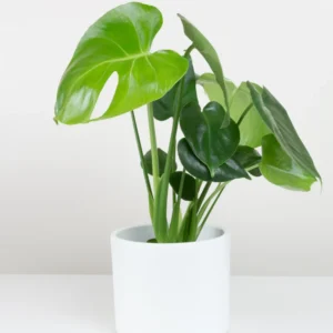 Monstera Deliciosa Plant Live - Green House Plant for Indoor Planting