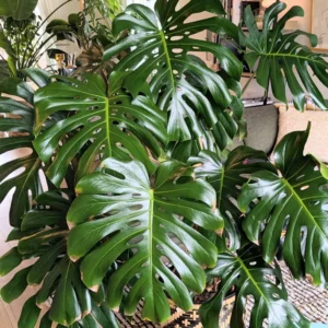 Monstera Deliciosa Plant Live - Green House Plant for Indoor Planting
