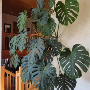 Monstera Deliciosa Plant Live - Green House Plant for Indoor Planting