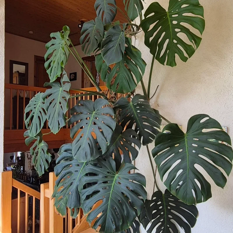 Monstera Deliciosa Plant Live - Green House Plant for Indoor Planting
