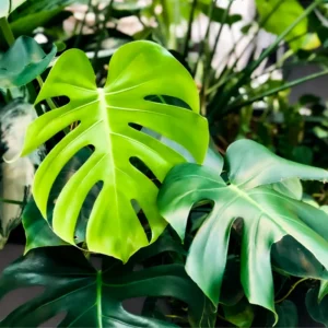 Monstera Deliciosa Plant Live - Green House Plant for Indoor Planting