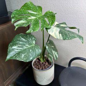 Thai Constellation Monstera Plant Live 4-5 Inch Houseplant