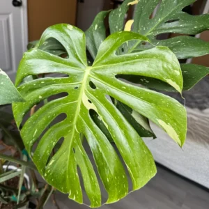 Thai Constellation Monstera Plant Live 4-5 Inch Houseplant