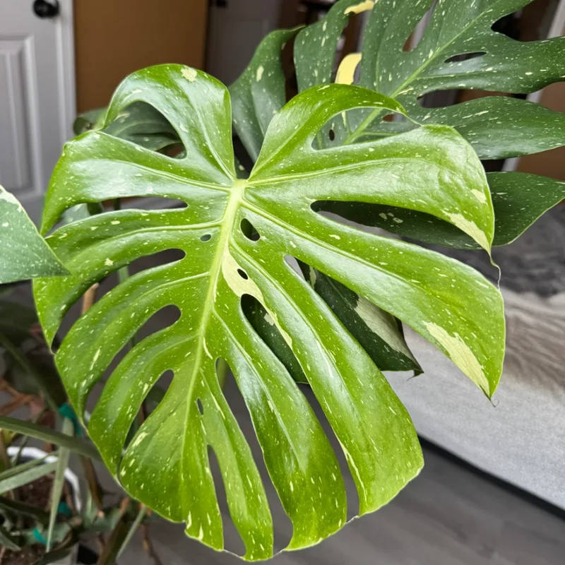 Thai Constellation Monstera Plant Live 4-5 Inch Houseplant