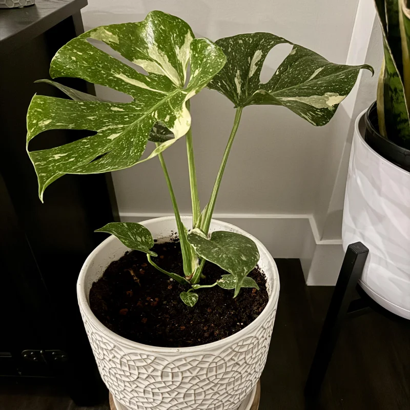 Thai Constellation Monstera Plant Live 4-5 Inch Houseplant