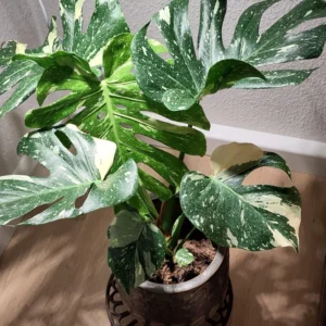 Thai Constellation Monstera Plant Live 4-5 Inch Houseplant