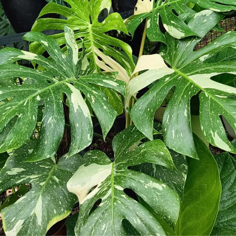 Thai Constellation Monstera Plant Live 4-5 Inch Houseplant