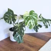 Thai Constellation Monstera Live Plant Variegated Monstera Deliciosa 4-6 Inches