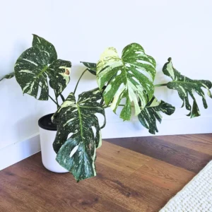 Thai Constellation Monstera Live Plant Variegated Monstera Deliciosa 4-6 Inches