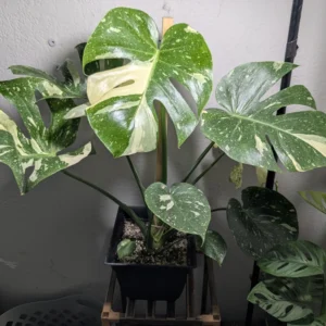 Thai Constellation Monstera Live Plant Variegated Monstera Deliciosa 4-6 Inches