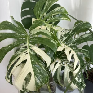 Thai Constellation Monstera Live Plant Variegated Monstera Deliciosa 4-6 Inches