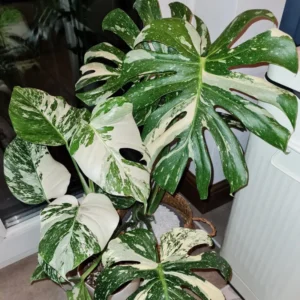 Thai Constellation Monstera Live Plant Variegated Monstera Deliciosa 4-6 Inches