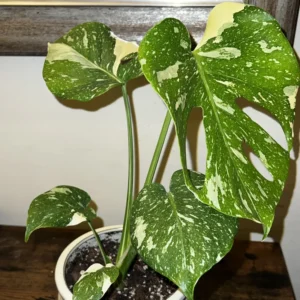 Thai Constellation Monstera Live Plant Variegated Monstera Deliciosa 4-6 Inches