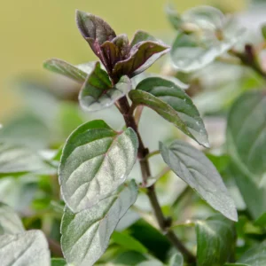 Chocolate Mint Plants - 3 Live Plants - 4-5 inch Height - No Pot