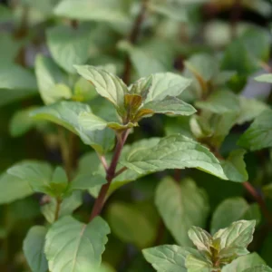Chocolate Mint Plants - 3 Live Plants - 4-5 inch Height - No Pot