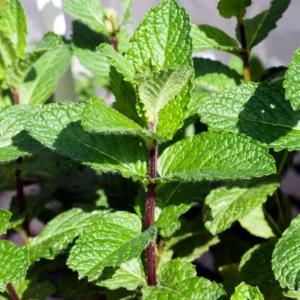 Chocolate Mint Plants - 3 Live Plants - 4-5 inch Height - No Pot