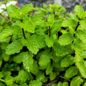 Chocolate Mint Plants - 3 Live Plants - 4-5 inch Height - No Pot