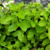 Chocolate Mint Plants Live - 3 Bareroot Herb Plants for Garden 4 Inches