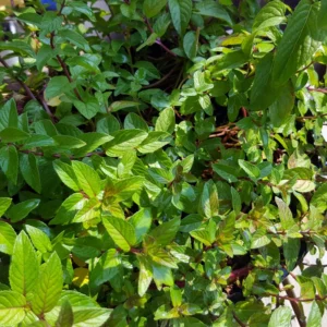 Chocolate Mint Plants Live - 3 Bareroot Herb Plants for Garden 4 Inches