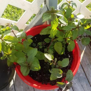 Chocolate Mint Plants Live - 3 Bareroot Herb Plants for Garden 4 Inches