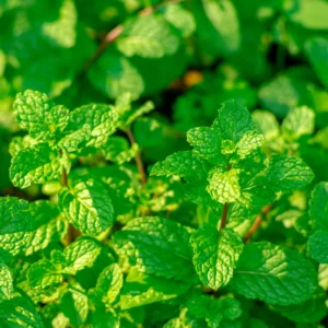 Chocolate Mint Plants Live - 3 Bareroot Herb Plants for Garden 4 Inches