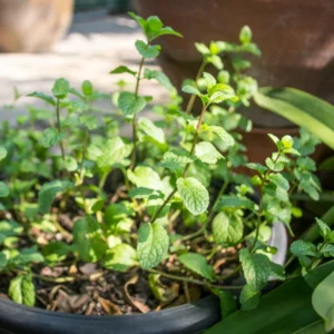 Chocolate Mint Plants Live - 3 Bareroot Herb Plants for Garden 4 Inches