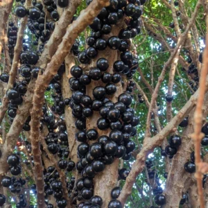 Jaboticaba Tree Live Plant - Starter Fruit Plant 1 Feet Tall Rooted