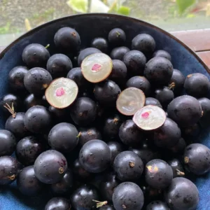 Jaboticaba Tree Starter Plant - 1 Feet Tall Bareroot - Fruit Plant for Planting Outside