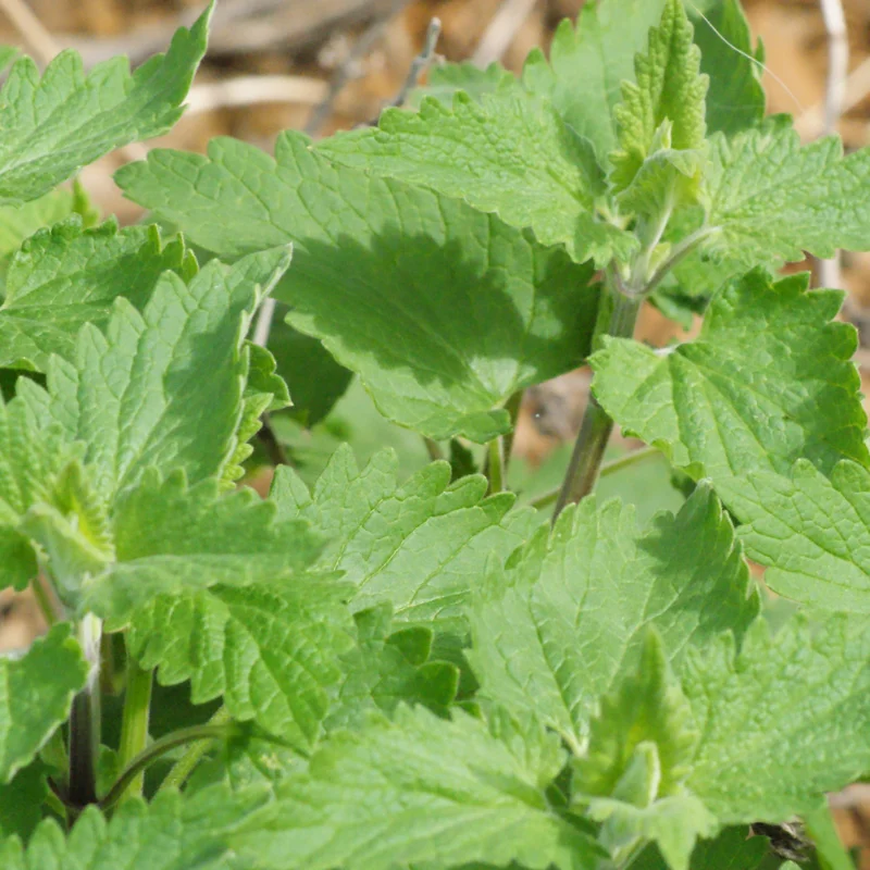 Live Catnip Plants - Starter Set of 3 - 4 Inch Height - For Indoor and Outdoor Planting