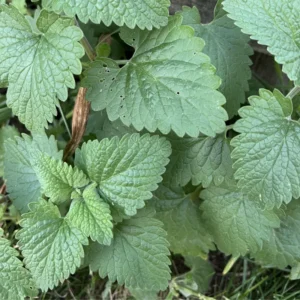 Live Catnip Plants - Starter Set of 3 - 4 Inch Height - For Indoor and Outdoor Planting