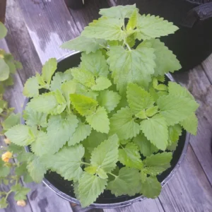 Live Catnip Plants - Starter Set of 3 - 4 Inch Height - For Indoor and Outdoor Planting