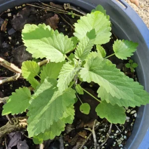 Live Catnip Plants - Starter Set of 3 - 4 Inch Height - For Indoor and Outdoor Planting