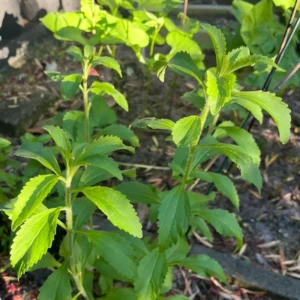 Stevia Plants - Set of 2 Live Plants for Planting - 4 Inch Bareroot