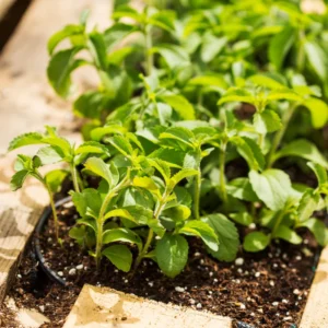 Stevia Plants - Set of 2 Live Plants for Planting - 4 Inch Bareroot