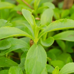 Stevia Plants Live Set - 4 Seedlings, 4 Inches Height, Gardening Herbs