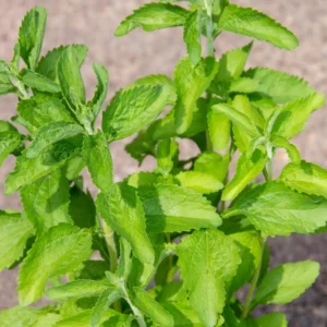 Stevia Plants Live Set - 4 Seedlings, 4 Inches Height, Gardening Herbs