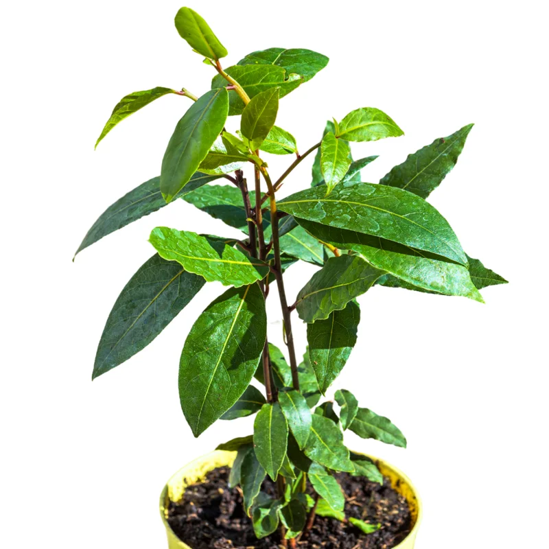 Bay Laurel Tree Herb Plant Live Laurus Nobilis 6-8 Inches Bareroot